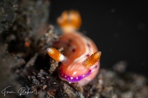 Image of Hypselodoris maculosa