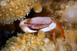 Image of Tetralia glaberrima