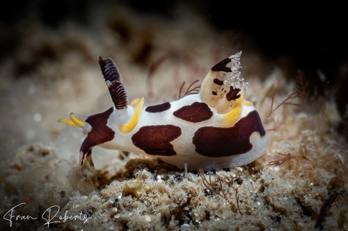 Image of Trapania sp. 1