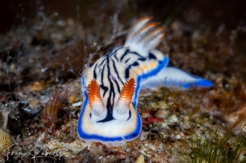 Image of Hypselodoris maritima