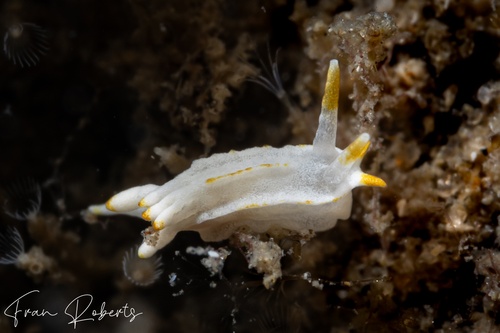 Image of Goniodoridella geminae