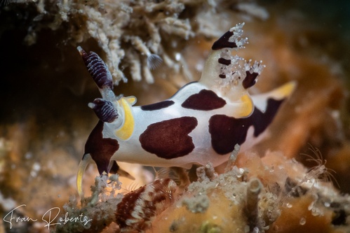 Image of Trapania sp. 1