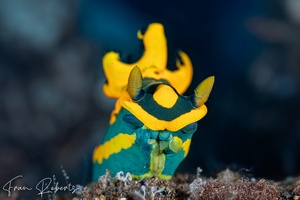 Image of Tambja gabrielae