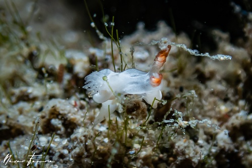 Image of Goniodoris sp. 1