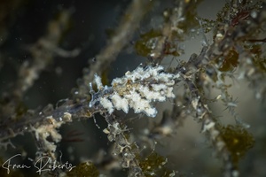 Image of Kabeiro christianae