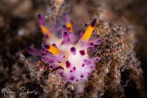 Image of Aegires villosus