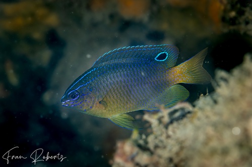 Image of Pomacentrus wardi