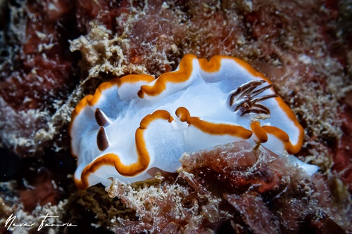 Image of Glossodoris rufomarginata