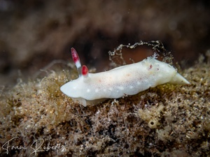 Image of Verconia verconiforma