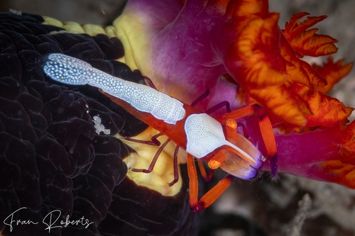 Image of Periclimenes imperator