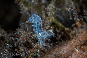 Image of Isopontonia platycheles