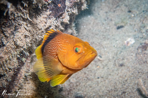 Image of Epinephelus undulatostriatus
