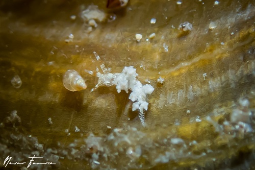 Image of Eubranchus sp. 1