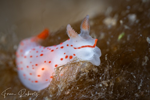 Image of Gymnodoris sp. 2