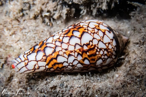 Image of Conus textile