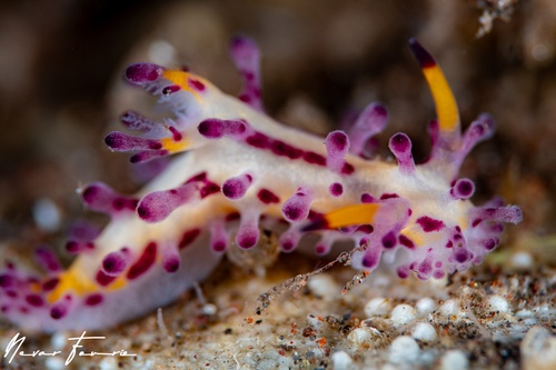 Image of Aegires villosus