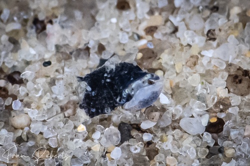 Image of Niparaya sp. 13