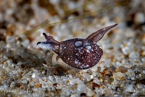 Image of Colpodaspis sp. 1