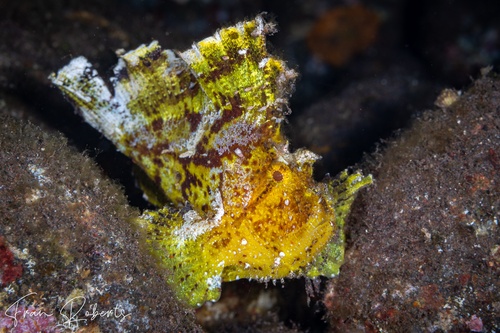 Image of Taenianotus triacanthus