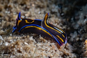 Image of Philinopsis speciosa