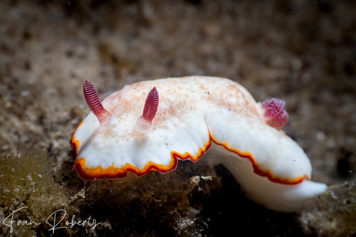 Image of Goniobranchus verrieri