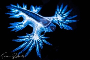 Image of Glaucilla bennettae