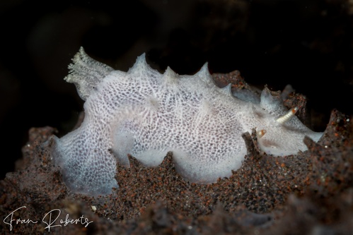 Image of Goniobranchus sp. 3