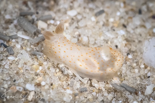 Image of Gymnodoris sp. 22