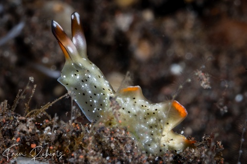Image of Elysia marginata