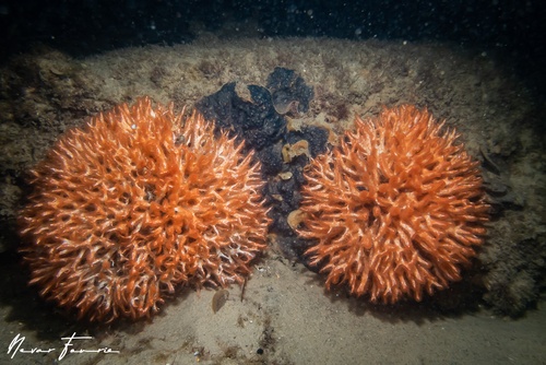 Image of Filograna implexa