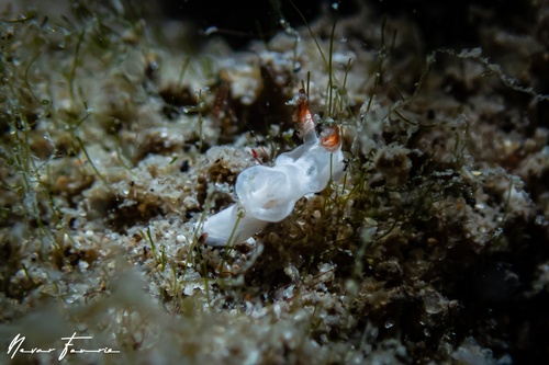 Image of Goniodoris sp. 1