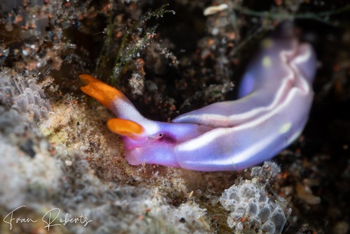 Image of Thuridilla albopustulosa