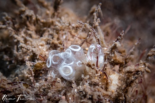 Image of Tunicates Various