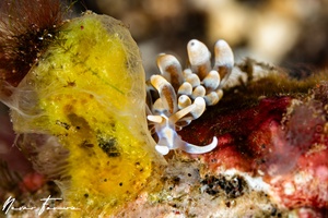 Image of Phyllodesmium sp. 2