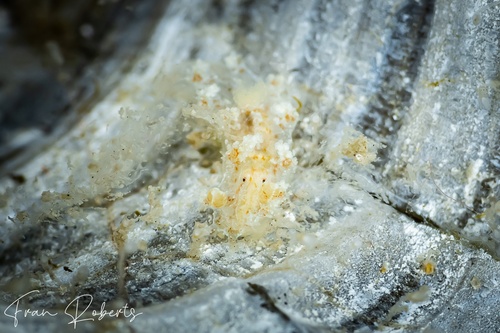 Image of Kaloplocamus sp. 3