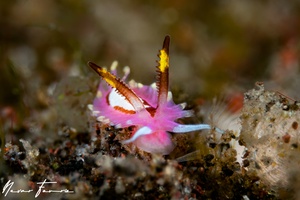 Image of Naisdoris liklik