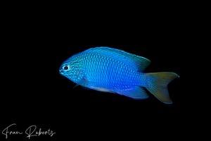 Image of Pomacentrus coelestis