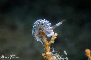 Image of Tenellia diversicolor