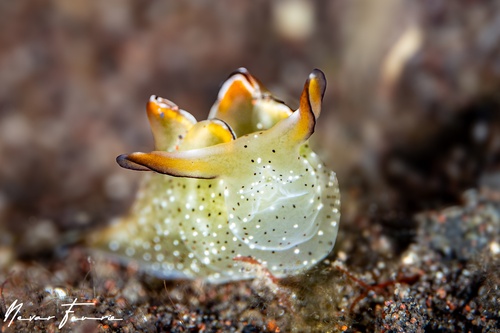 Image of Elysia marginata