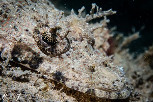 Image of Cymbacephalus nematophthalmus