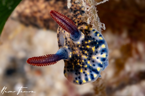 Image of Hypselodoris obscura