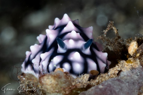 Image of Phyllidiella pustulosa