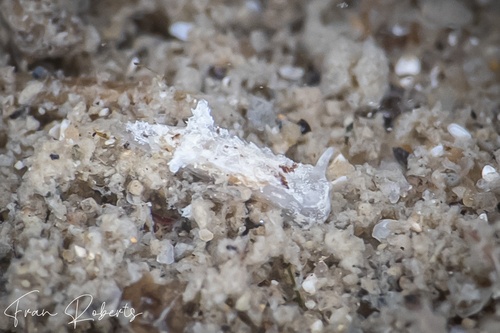 Image of Murphydoris sp. 3