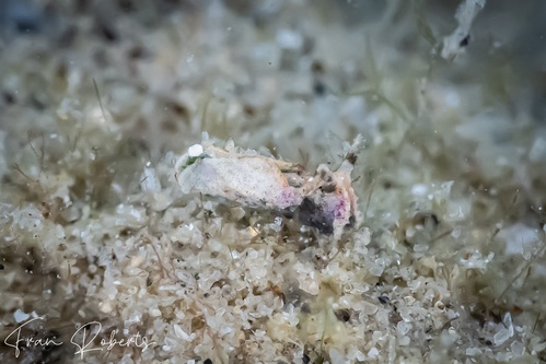 Image of Elysia sp. 19