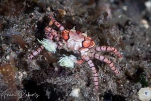 Image of Lybia tessellata