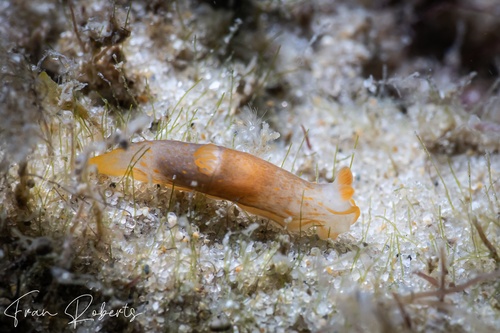 Image of Gymnodoris sp. 17