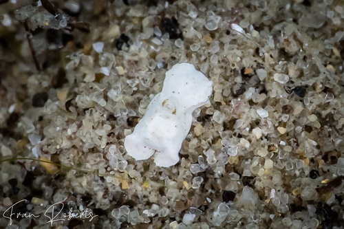 Image of Niparaya sp. 1