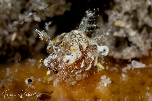 Image of Trapania palmula