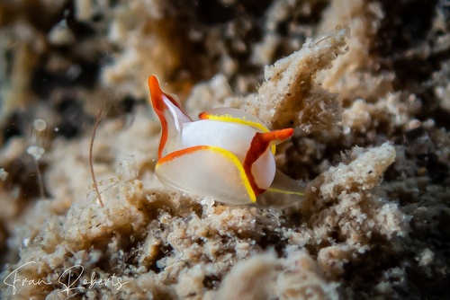 Image of Siphopteron makisig