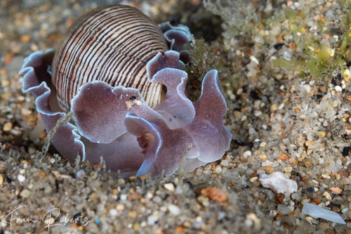 Image of Hydatina physis